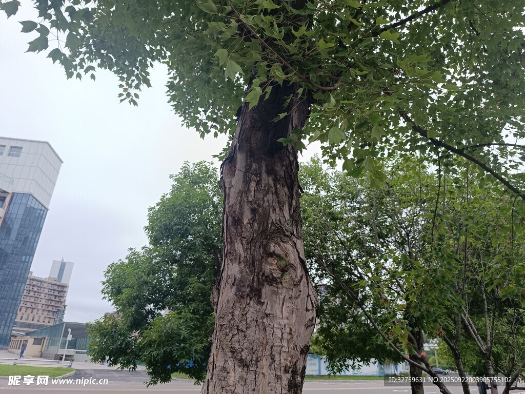 城市中粗壯茂盛的大樹