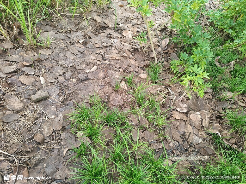 泥土小徑旁的綠植與石塊