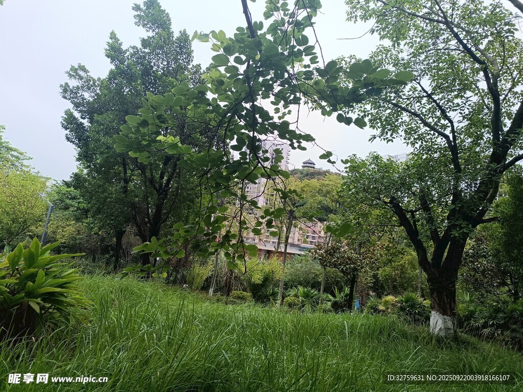 綠意盎然的林間景致