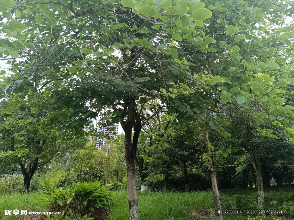 綠意盎然的林間景致