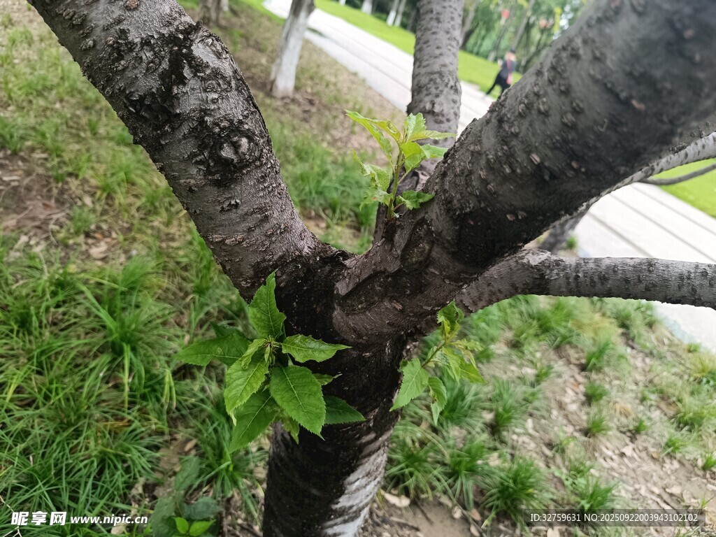 樹干上新生的嫩綠枝葉