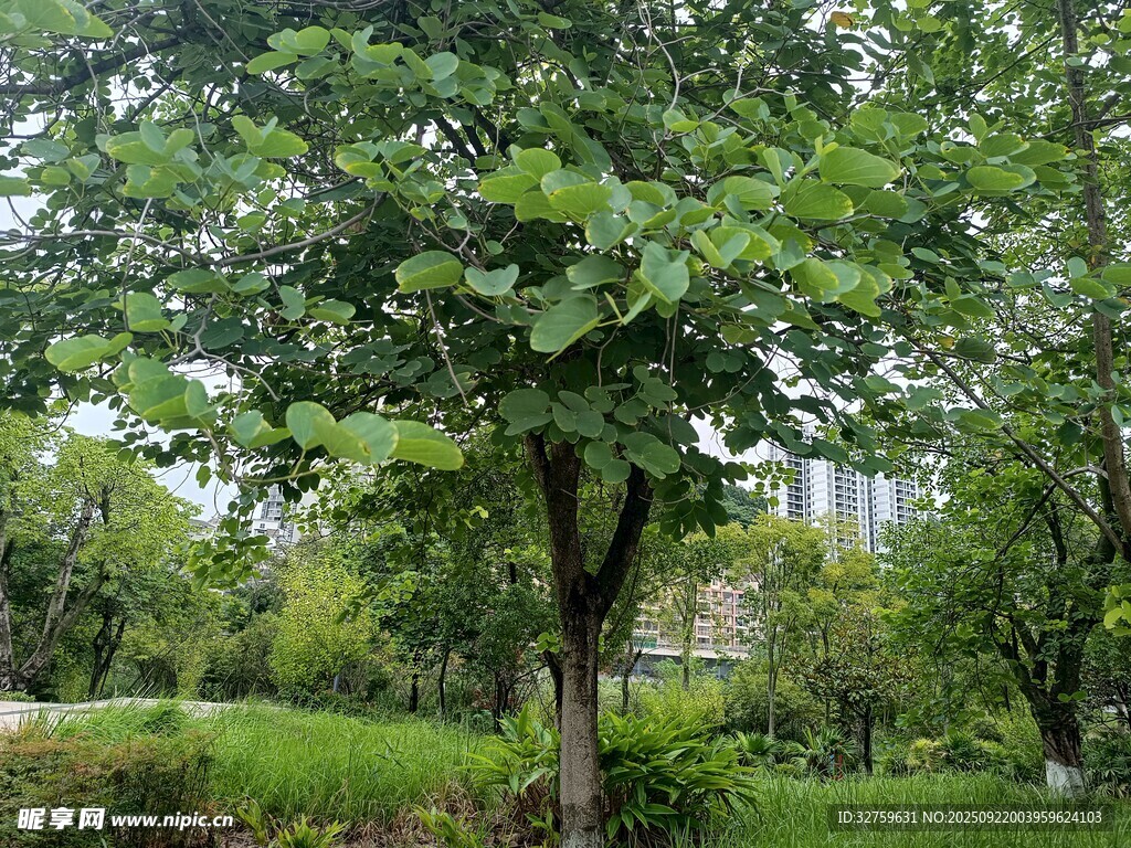 公園中的繁茂綠樹
