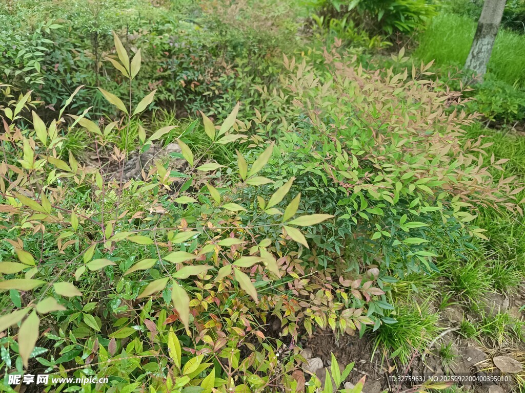 綠葉繁茂的戶外植物景觀