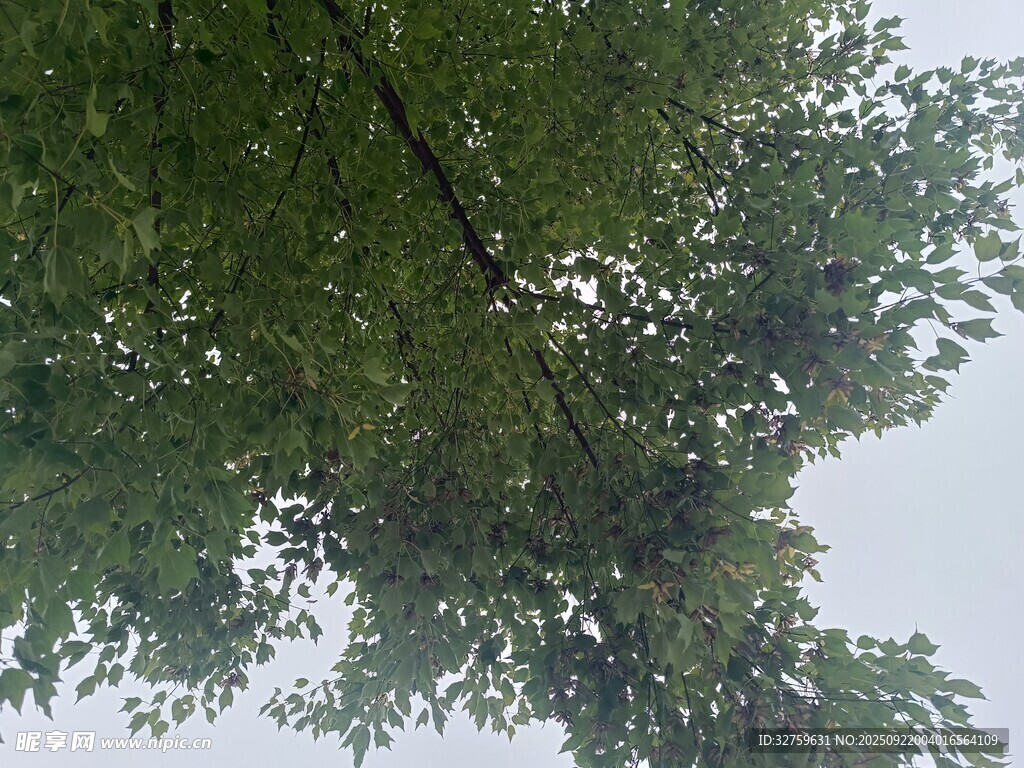 仰視蔥郁樹(shù)木枝葉