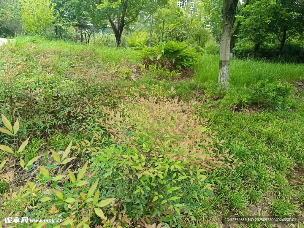 綠意盎然的野外草地場景