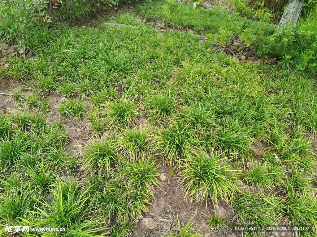 綠意盎然的植物生長場景