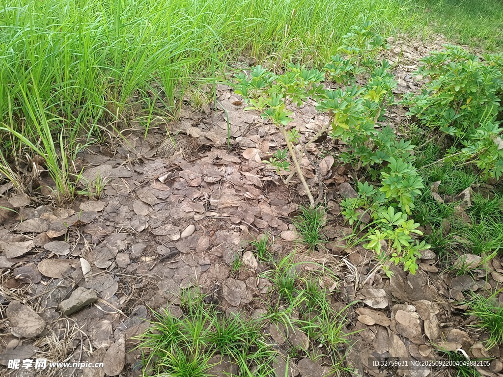 田間泥土地與雜草景象
