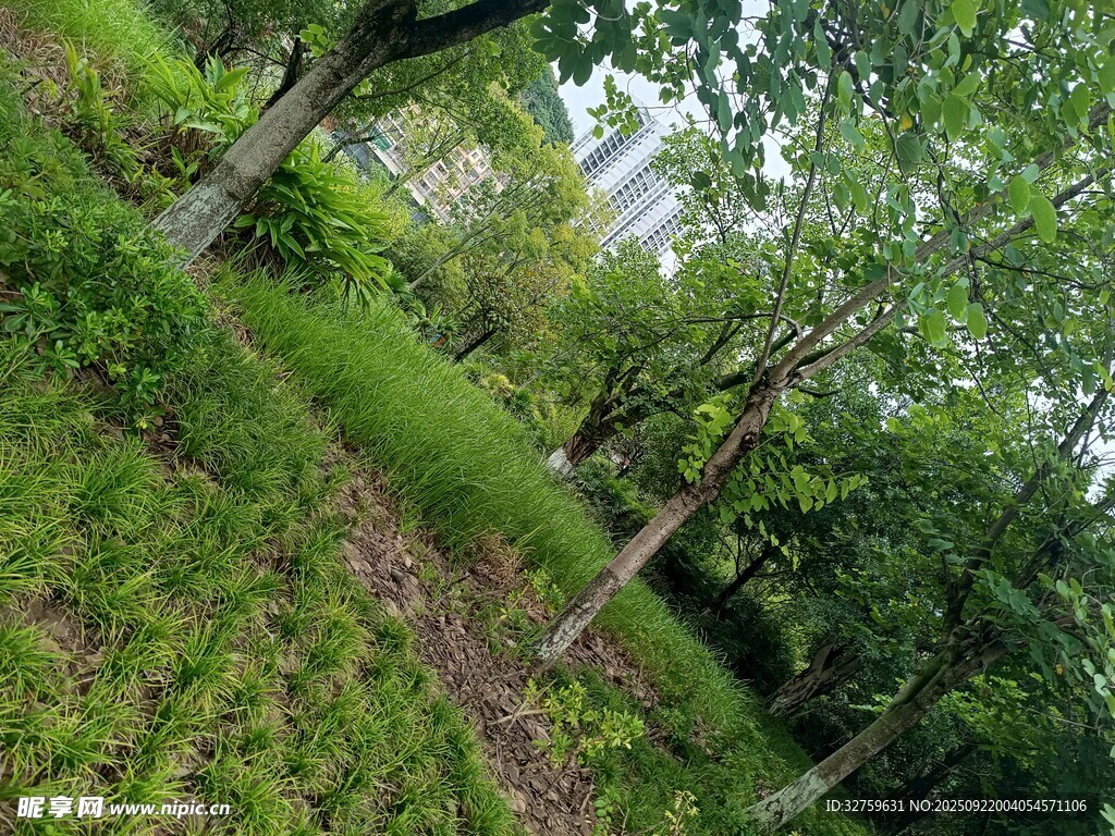 綠意盎然的林間草地