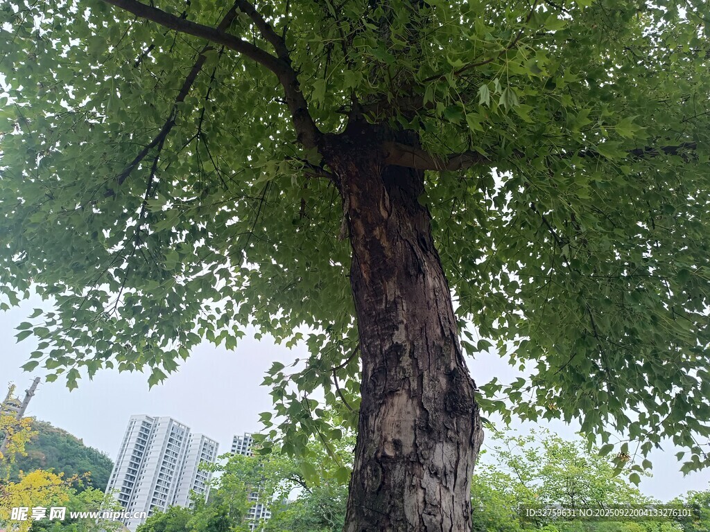 粗壯大樹(shù)枝葉繁茂