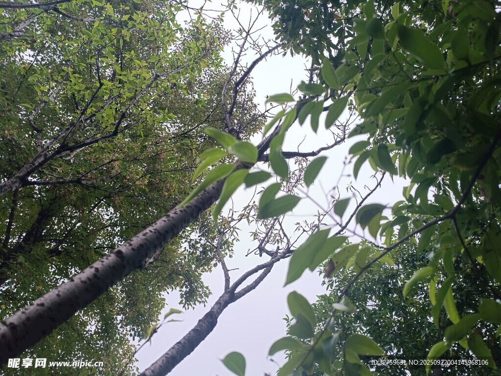 仰視繁茂樹林枝葉景觀