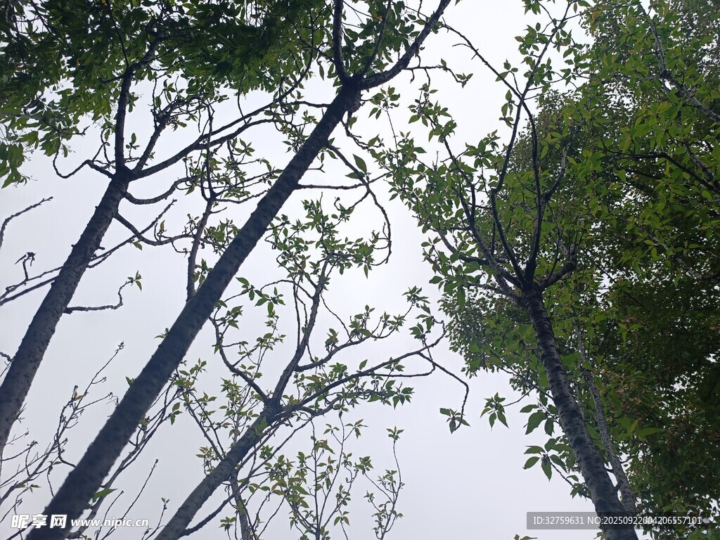 仰視下的繁茂樹林