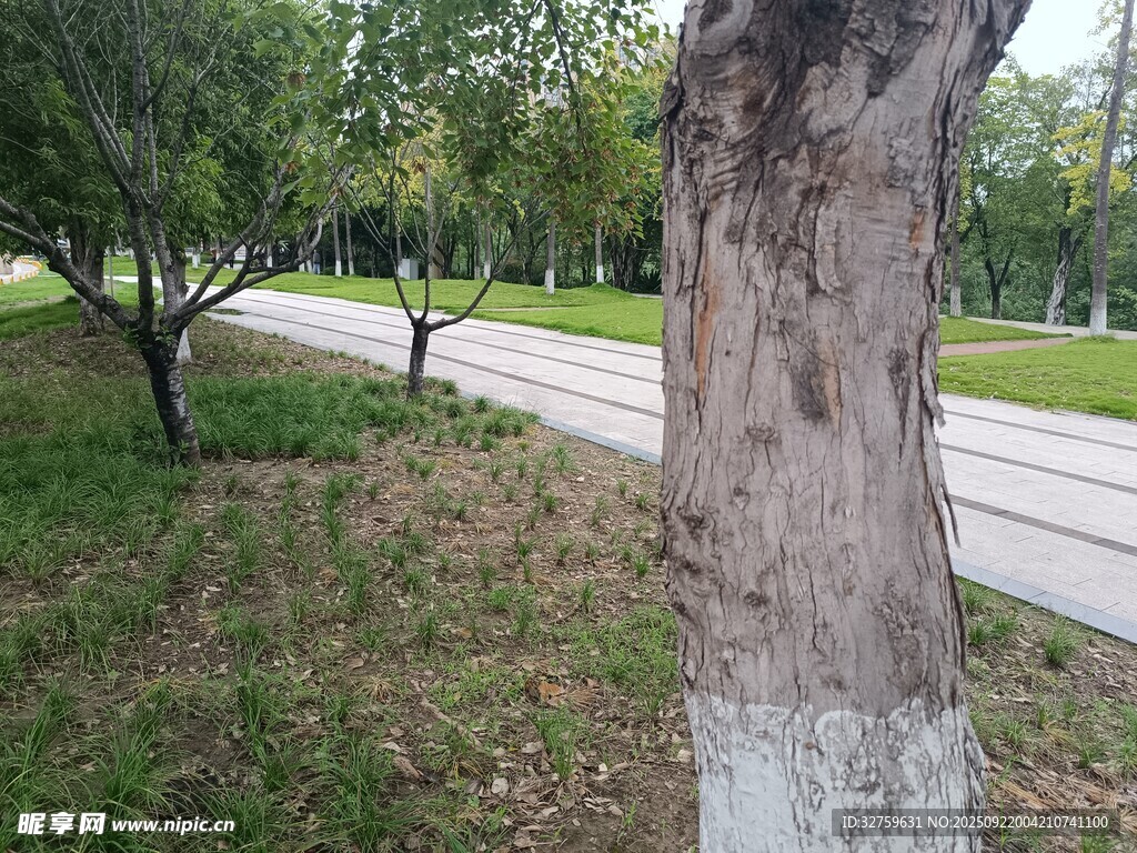 公園中樹木與道路景象