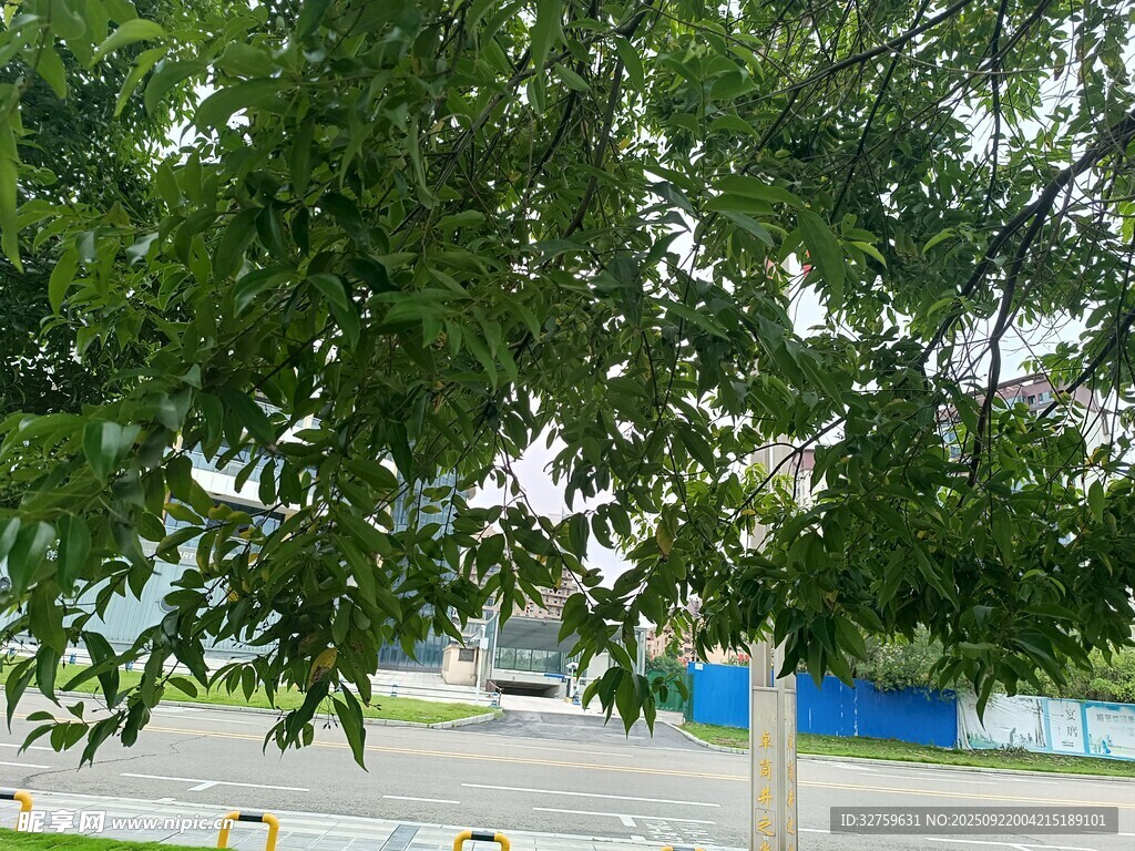 綠葉繁茂的樹木景觀