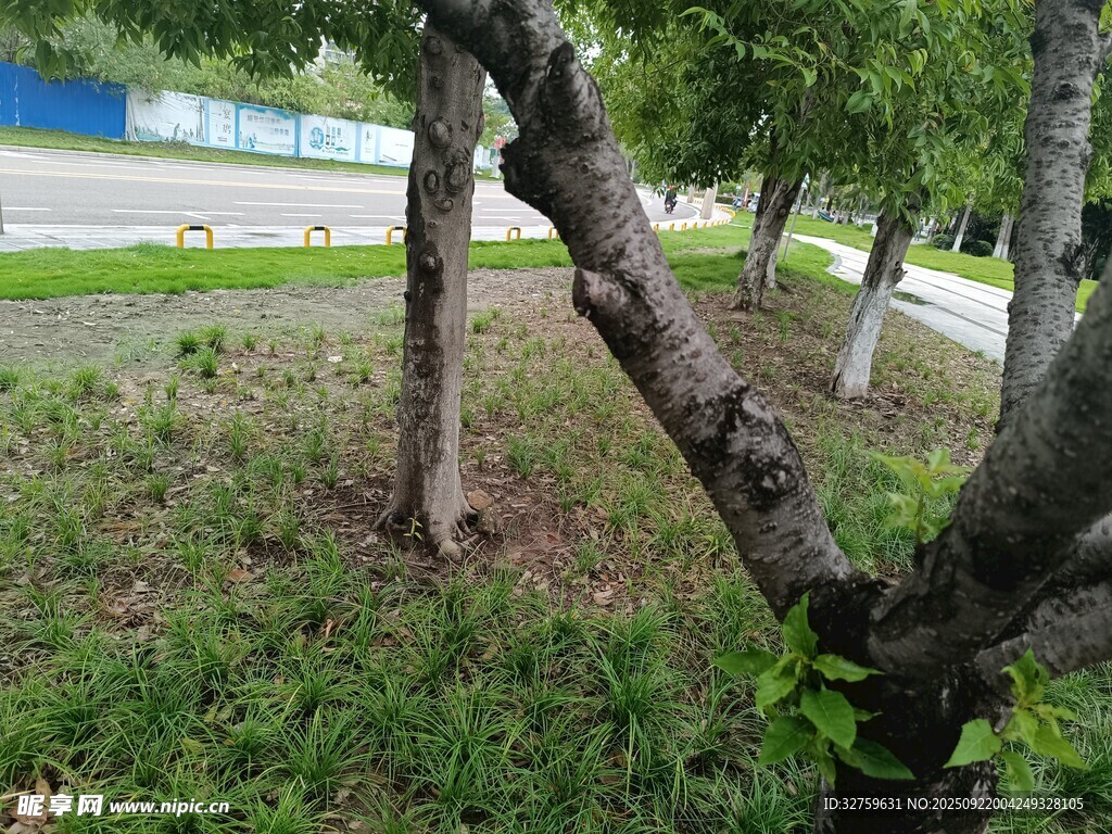 路邊樹木與繁茂草地景象