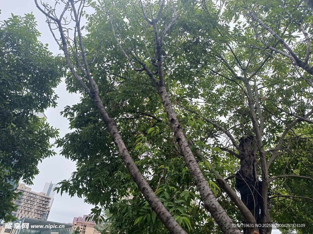 繁茂大樹與光禿枝干對比