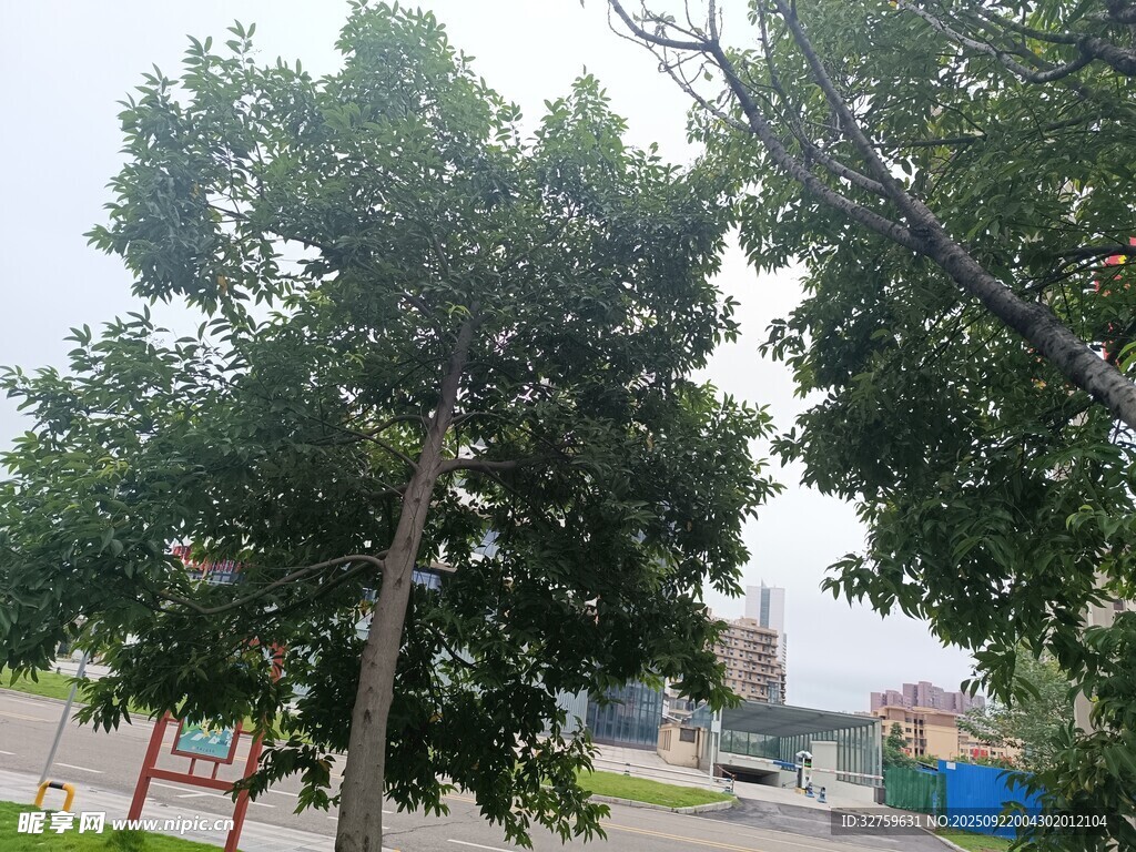 戶外綠樹景觀
