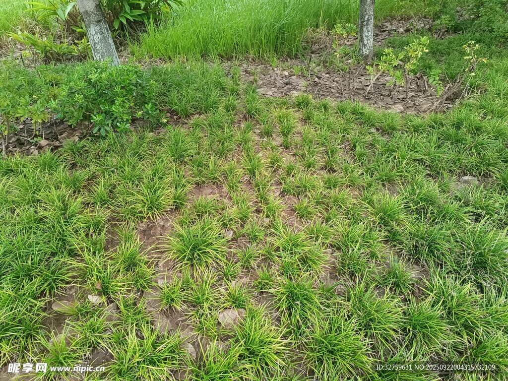 綠意盎然的草地與樹木