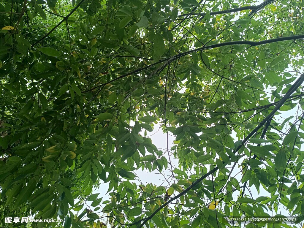 透過(guò)枝葉見(jiàn)天空