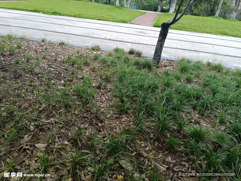 路邊草地與小樹景觀