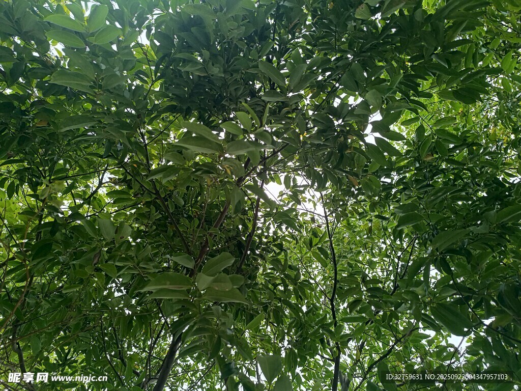 仰視茂密綠蔭樹(shù)冠