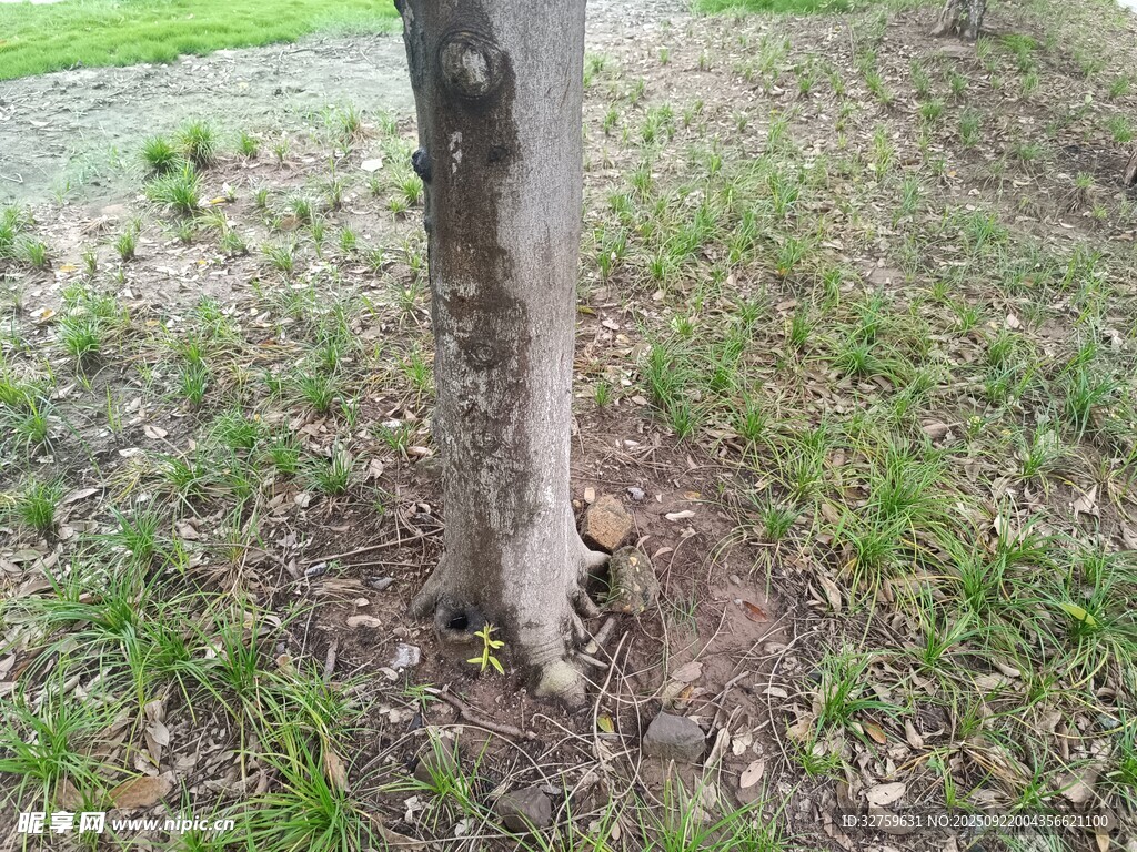 樹干底部的樹洞景象