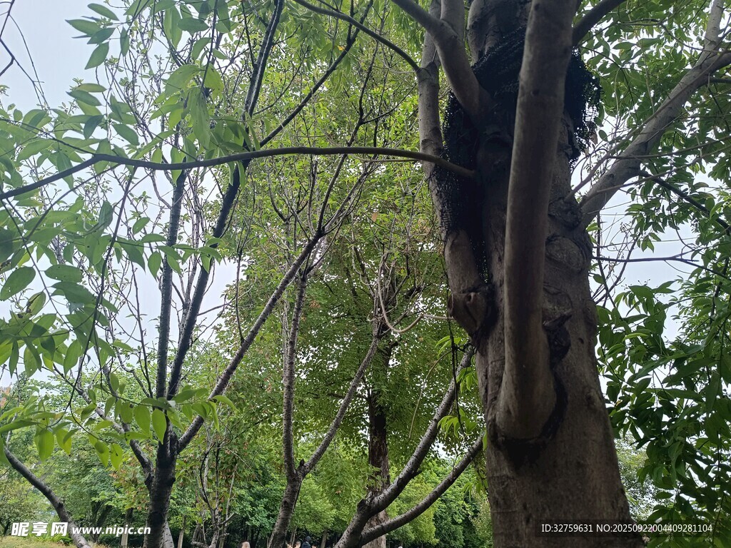 茂密樹林中的粗壯樹干
