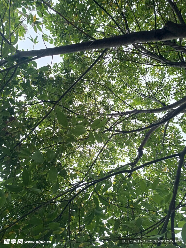 仰視茂密枝葉的綠意景象