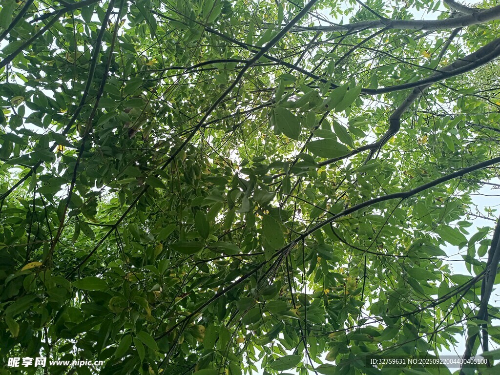 繁茂綠樹間的光影景致
