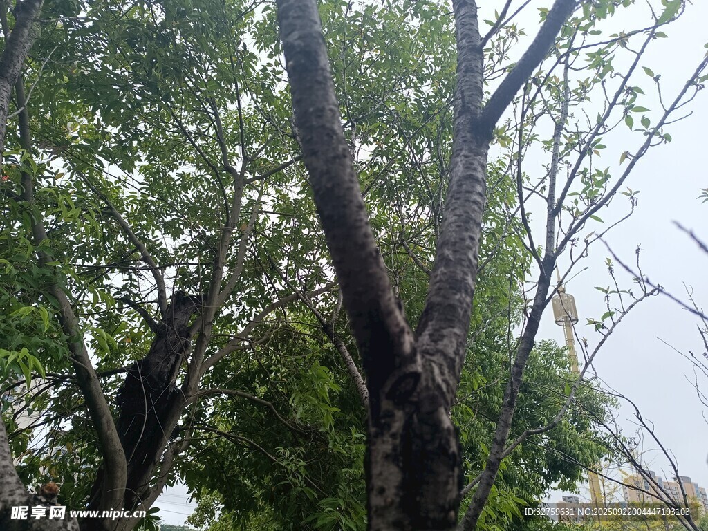 雨中蔥郁樹木景觀