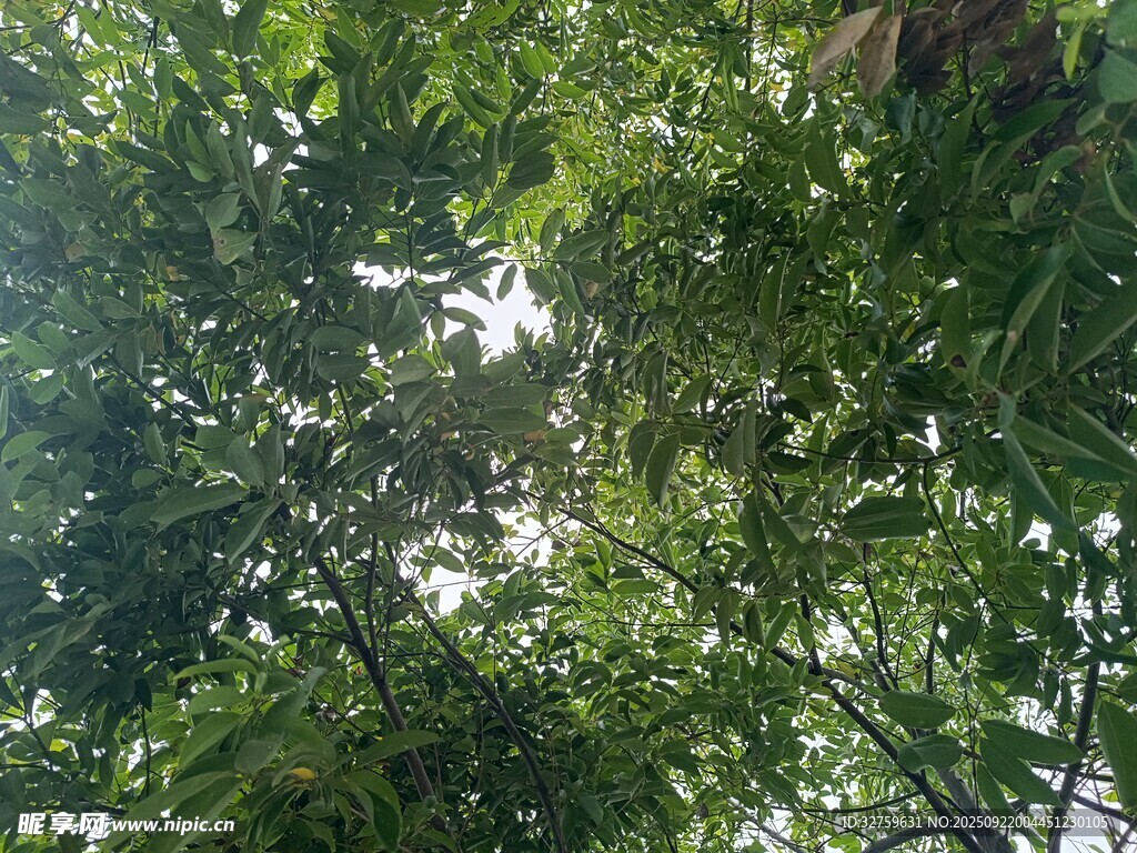 仰視茂密翠綠的樹林