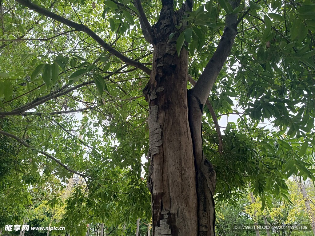 粗壯古樹立于蔥郁林間