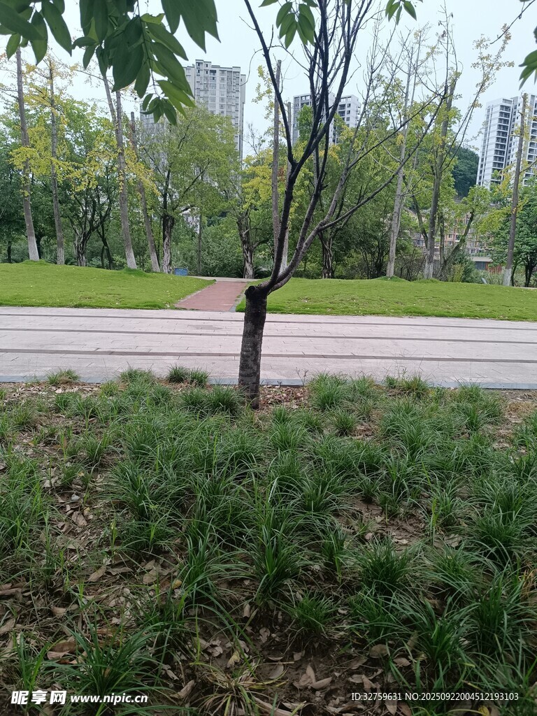公園中的小樹與綠植景觀