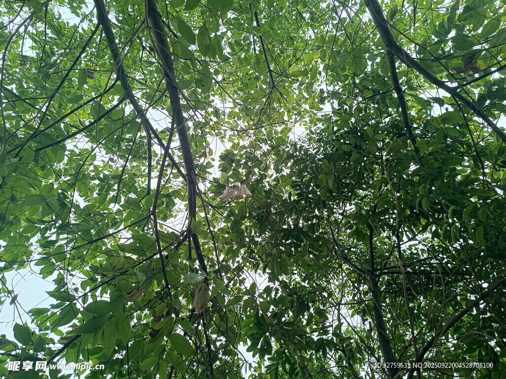 仰視茂密綠蔭樹冠