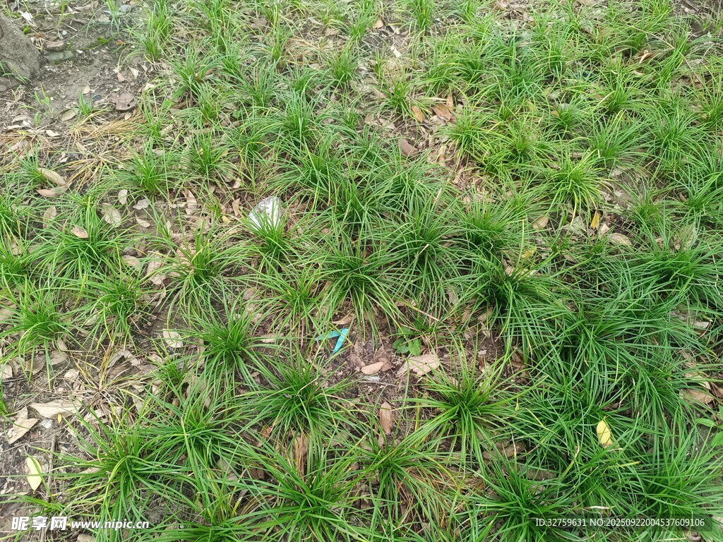 嫩綠草地