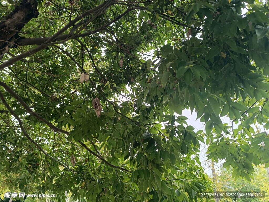 繁茂綠樹間的光影景致
