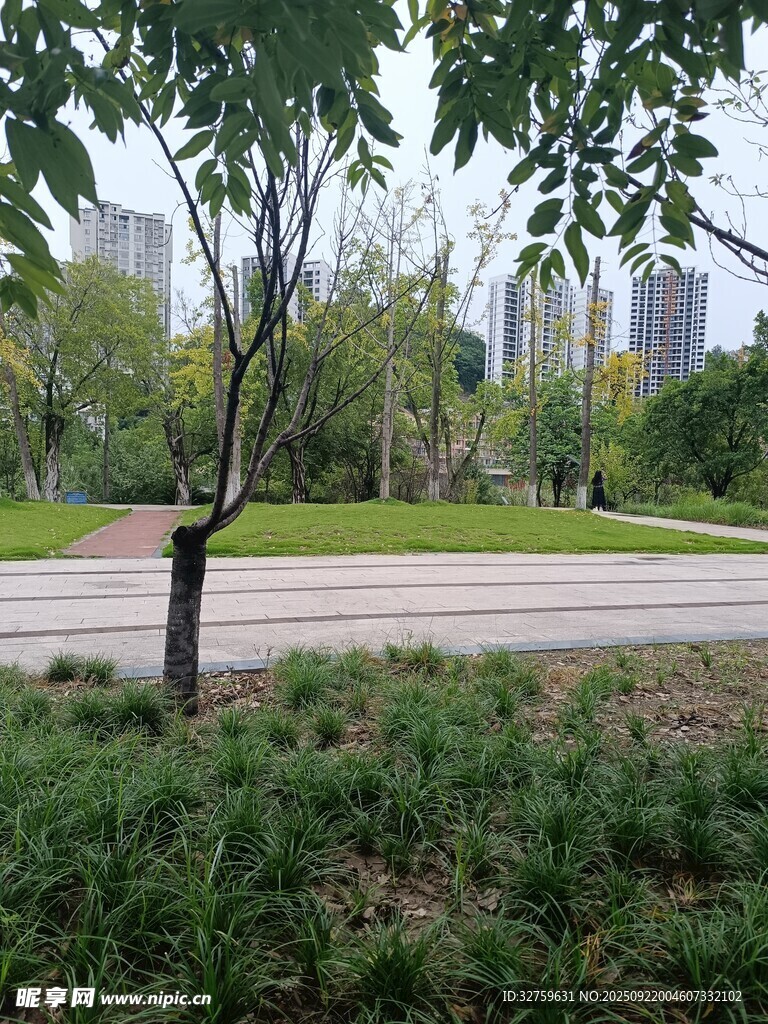 城市公園中的綠樹與草地