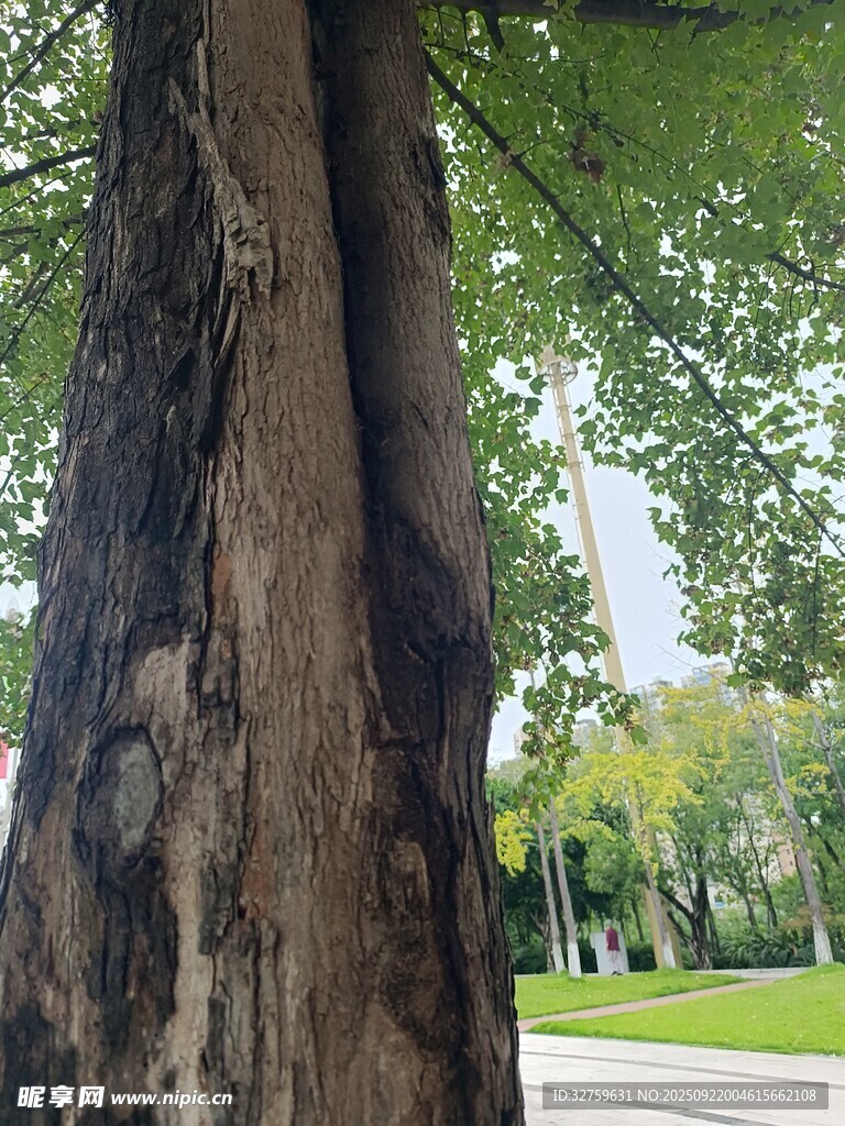 粗壯樹干旁的綠意景致