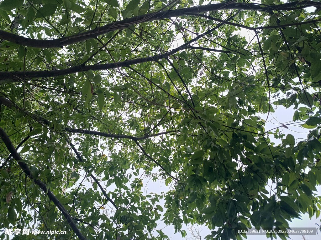 仰視繁茂枝葉