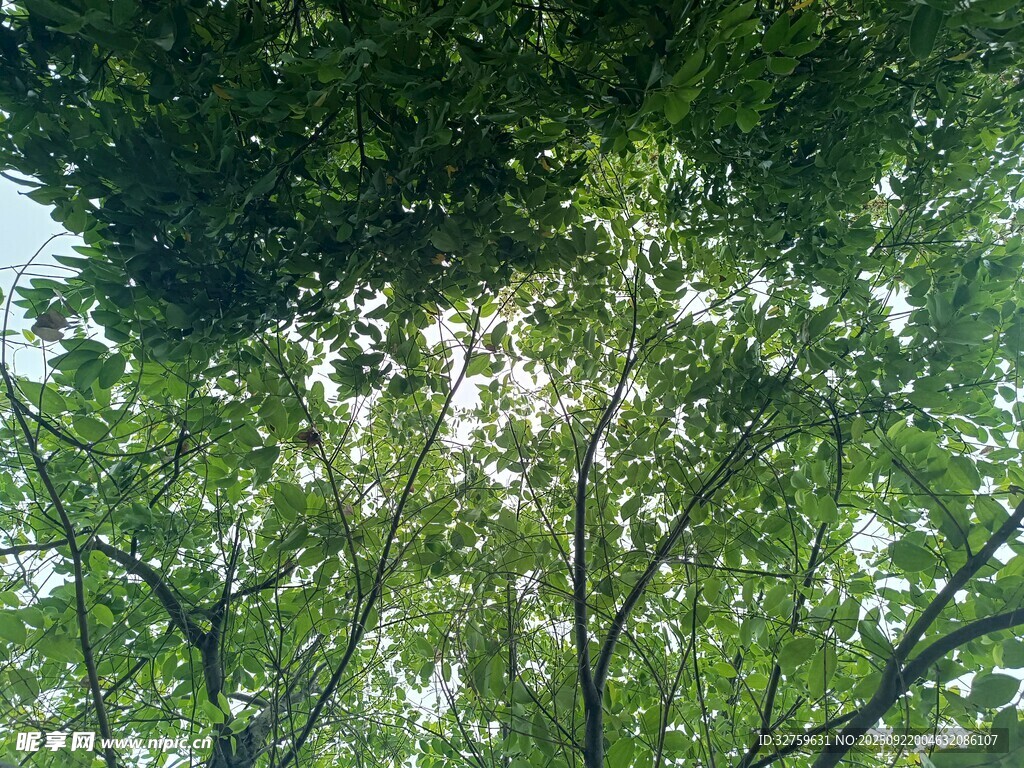 仰視茂密樹林枝葉縫隙