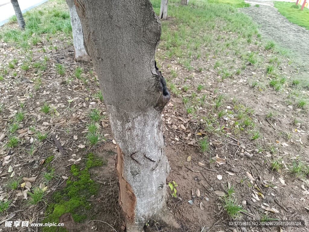 樹干底部受損的景象