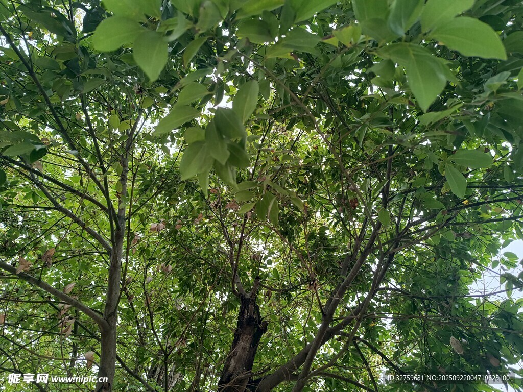 茂密樹林中的繁茂枝葉