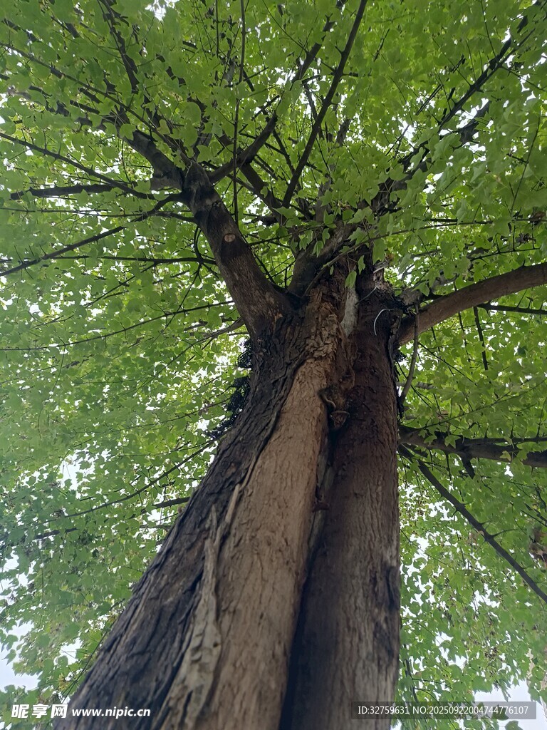 仰望參天大樹