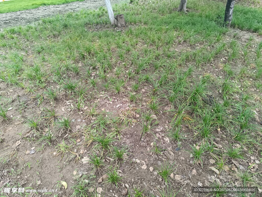 戶外草地場景