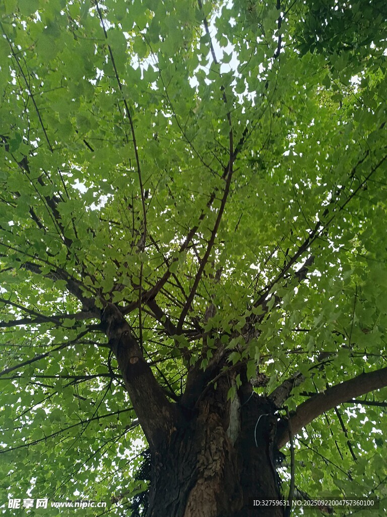 仰望繁茂大樹