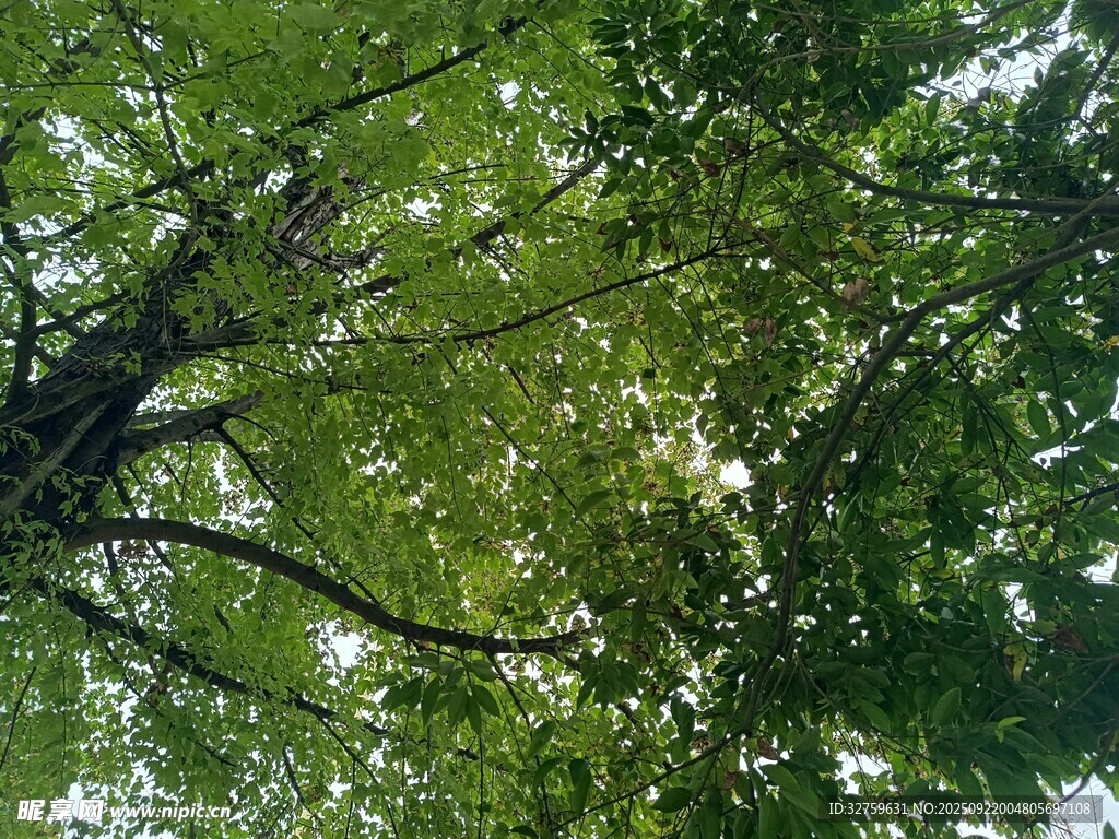 仰視繁茂綠樹(shù)樹(shù)冠
