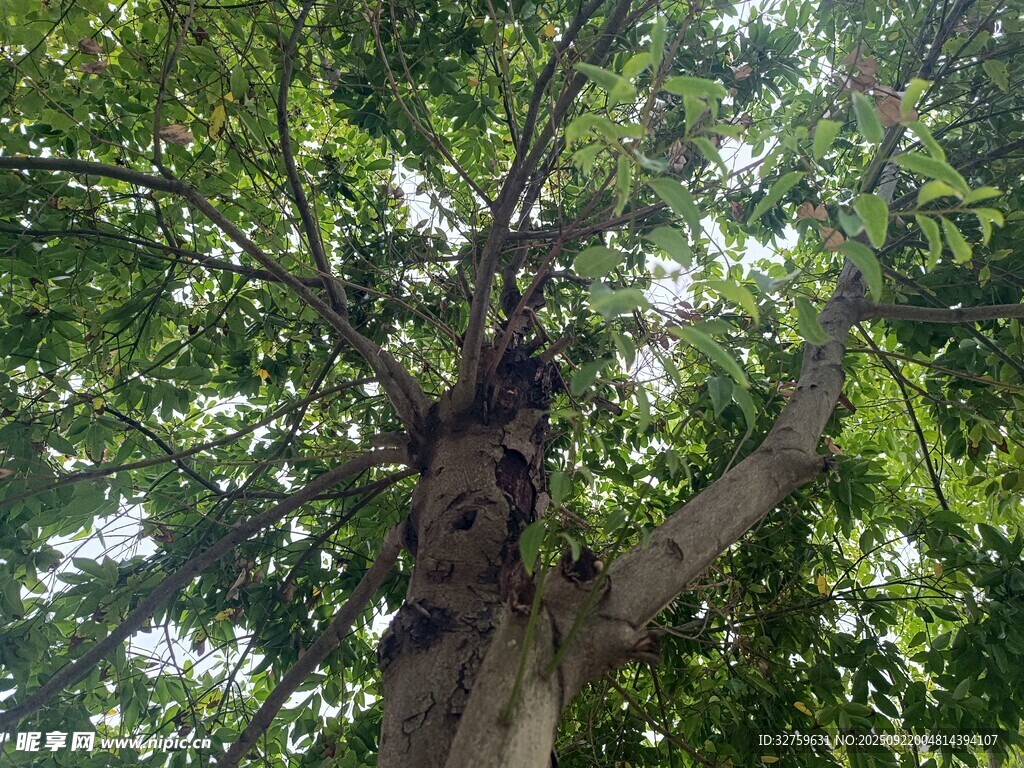 繁茂大樹(shù)展現(xiàn)自然生機(jī)
