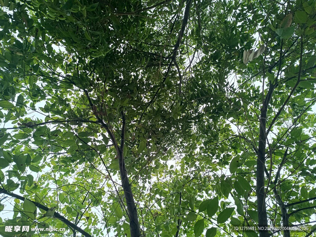 仰視繁茂綠樹樹冠