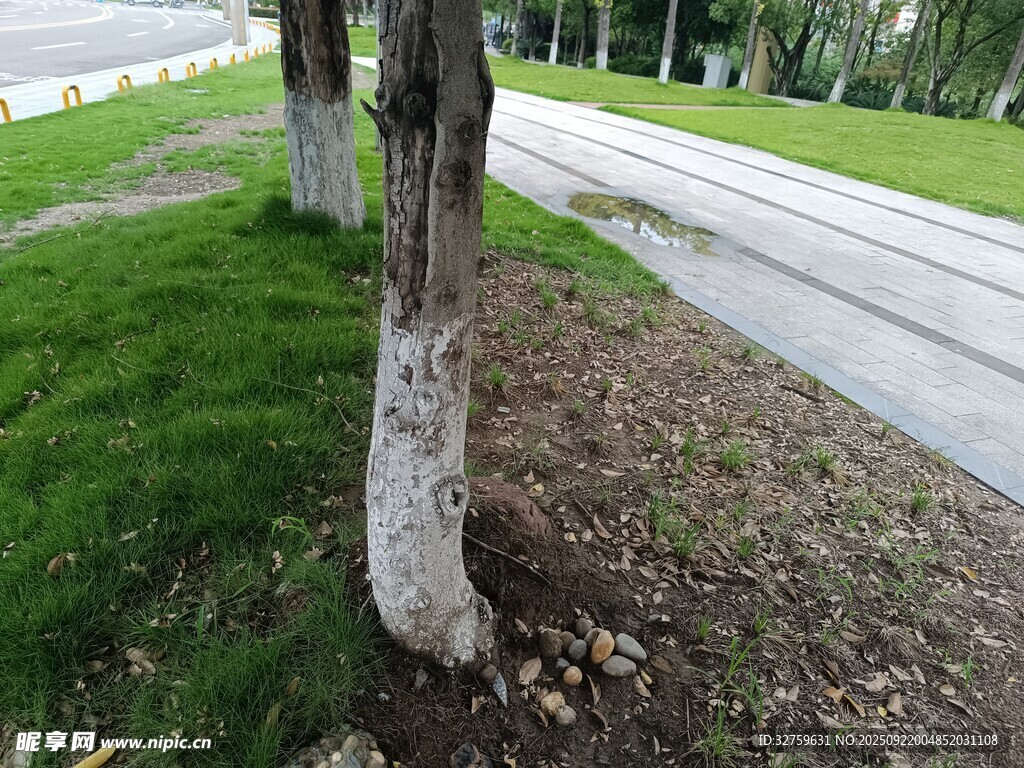 路邊樹干與草地景色