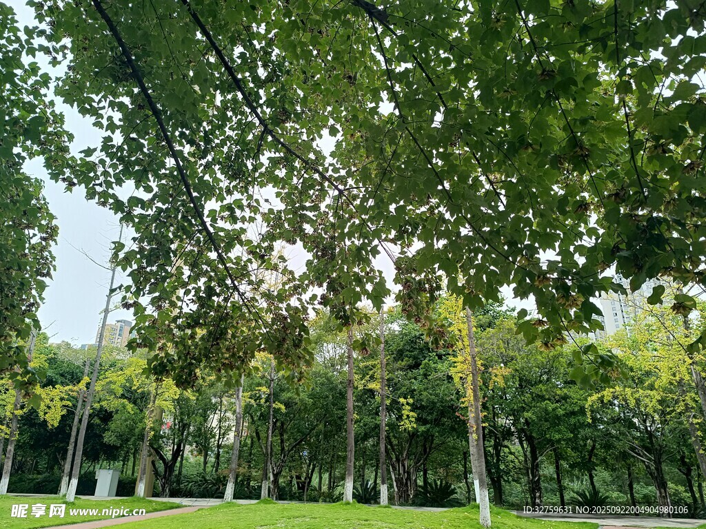 城市中的綠意盎然公園景