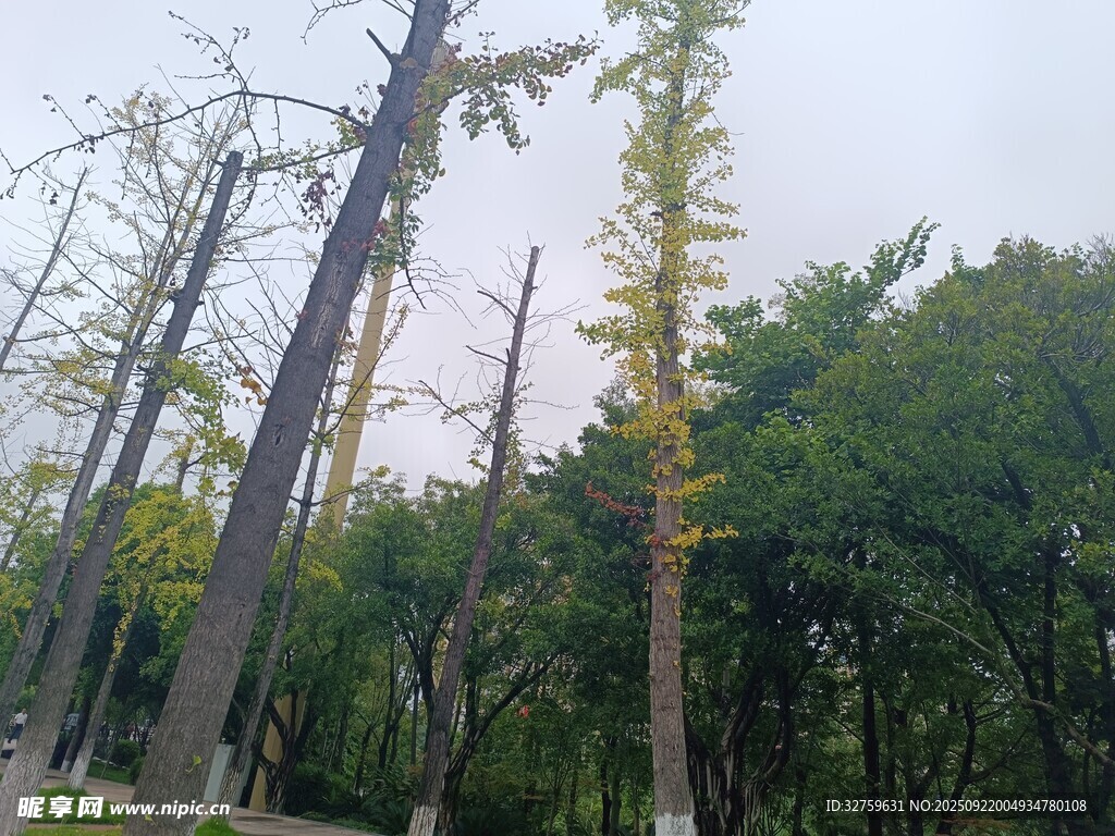 公園中挺拔的樹木景觀